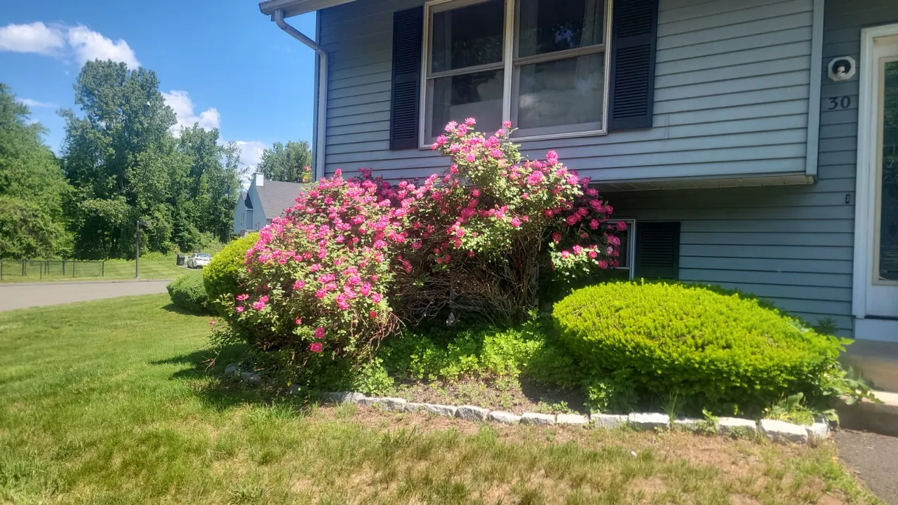 Flowering pink shrubs and foundation plantings with stone edging beside a blue Connecticut home
