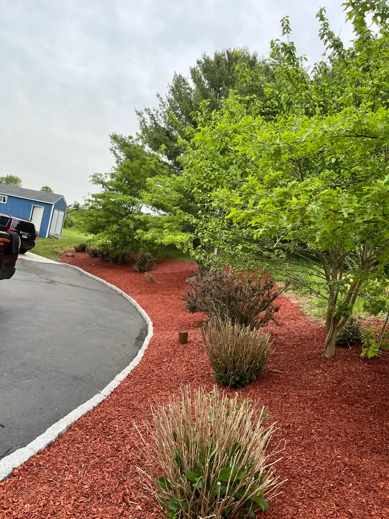 Curved bed of ornamental grasses in fresh red mulch bordering a manicured green lawn